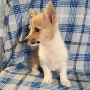 Pembroke Welsh Corgi Puppy Miss Bella