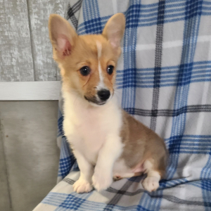 Pembroke Welsh Corgi Puppy Miss Bella