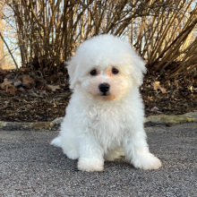 Bichon Frise Puppy Max