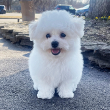 Bichon Frise Puppy Max