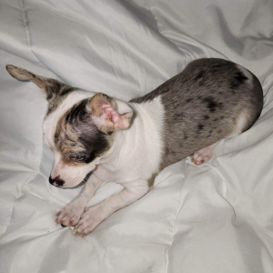 Chihuahua Puppy Chico
