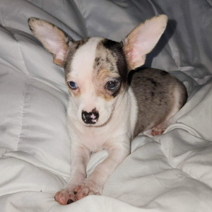 Chihuahua Puppy Chico