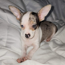 Chihuahua Puppy Chico