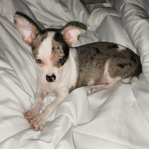 Chihuahua Puppy Chico