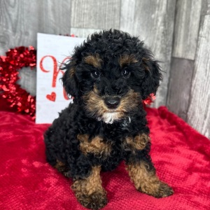 Poodle Puppy Forrest