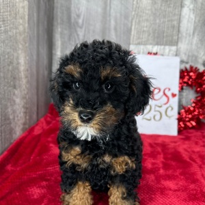 Poodle Puppy Forrest