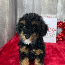 Poodle Puppy Forrest