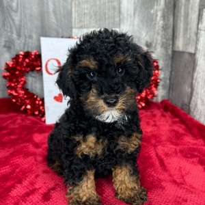 Poodle Puppy Forrest