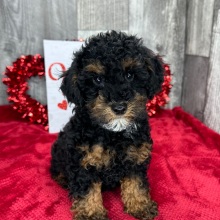 Poodle Puppy Forrest