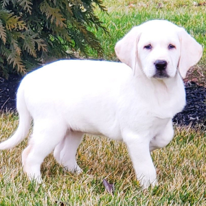 Labrador Retriever Puppy Briana