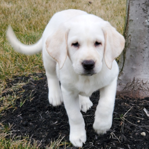 Labrador Retriever Puppy Briana