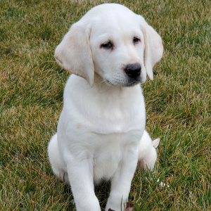 Labrador Retriever Puppy Briana