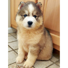 Siberian Husky Puppy Castor