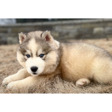 Siberian Husky Puppy Castor