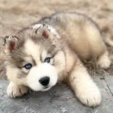 Siberian Husky Puppy Castor