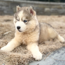 Siberian Husky Puppy Castor