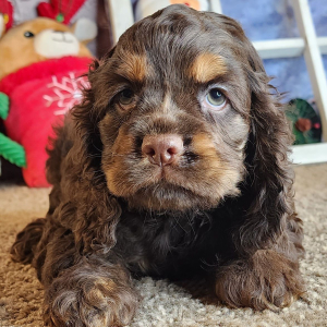Cocker Spaniel Puppy Gloria