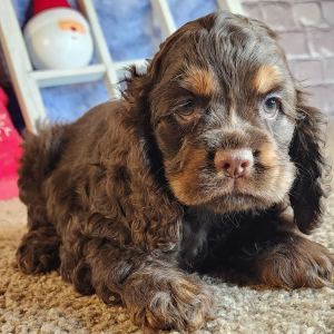 Cocker Spaniel Puppy Gloria