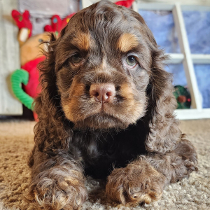 Cocker Spaniel Puppy Gloria