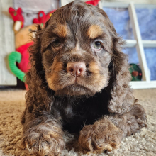 Cocker Spaniel Puppy Gloria
