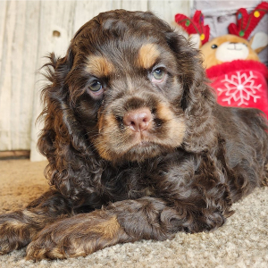 Cocker Spaniel Puppy Gloria