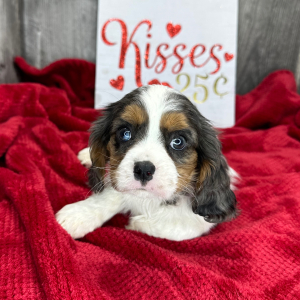 Cavalier King Charles Spaniel Puppy Lavon