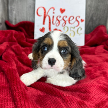 Cavalier King Charles Spaniel Puppy Lavon