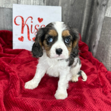 Cavalier King Charles Spaniel Puppy Lavon
