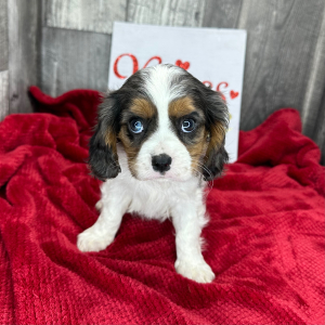 Cavalier King Charles Spaniel Puppy Lavon