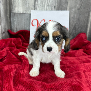 Cavalier King Charles Spaniel Puppy Lavon