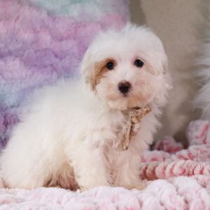 Poo-Ton Puppy Felix