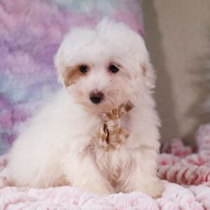 Poo-Ton Puppy Felix