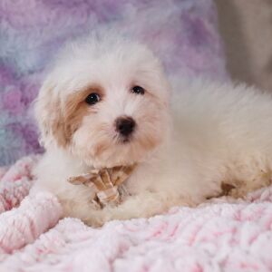 Poo-Ton Puppy Felix