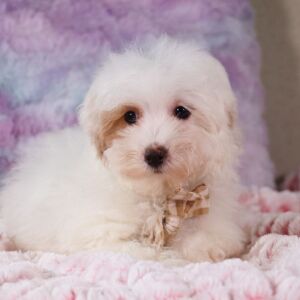 Poo-Ton Puppy Felix