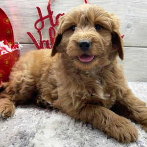 Goldendoodle Puppy Fletcher
