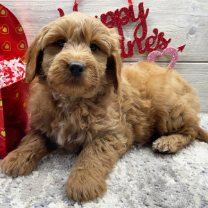 Goldendoodle Puppy Fletcher