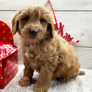 Goldendoodle Puppy Fletcher