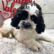 Cockapoo Puppy Elsie