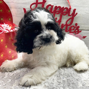 Cockapoo Puppy Elsie