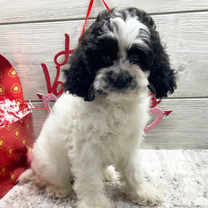 Cockapoo Puppy Elsie