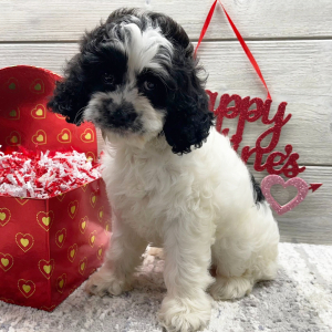 Cockapoo Puppy Elsie