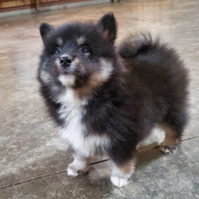 Pomsky Puppy Bandit