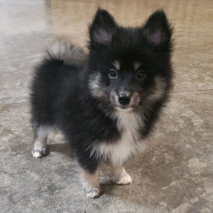 Pomsky Puppy Bandit