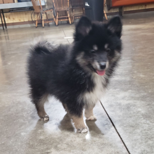 Pomsky Puppy Bandit