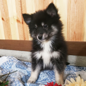 Pomsky Puppy Bandit