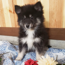 Pomsky Puppy Bandit