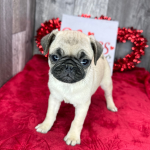 Pug Puppy Cora