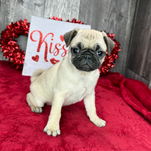 Pug Puppy Cora