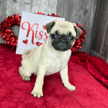 Pug Puppy Cora