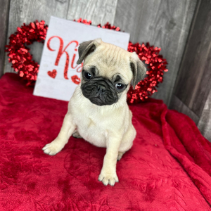 Pug Puppy Cora